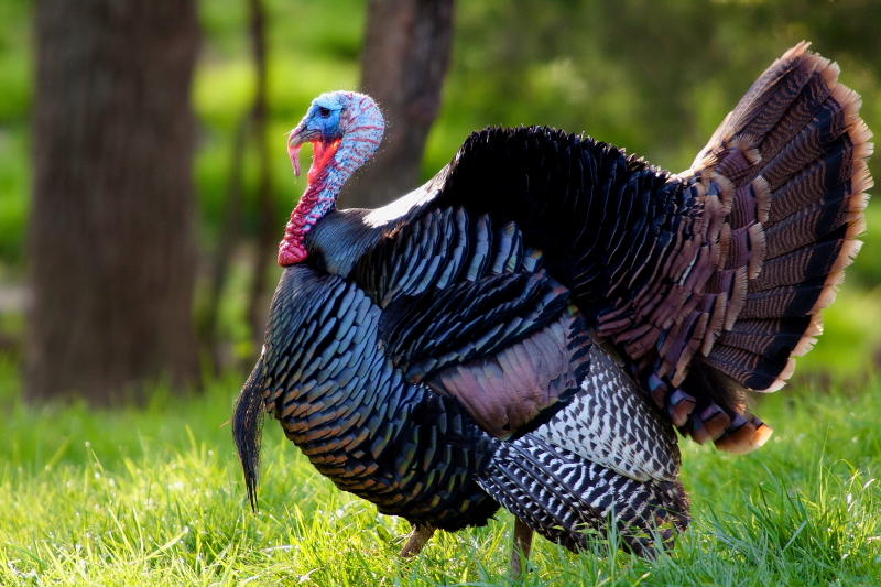 Kentucky Afield Outdoors Spring Turkey Season Approaching Louisville
